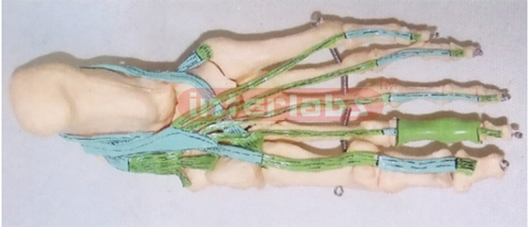 BIG ADULT HUMAN FOOT BONE WITH MUSCLES, MIDDLE LAYER OF SOLE